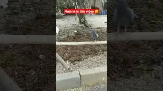 🧐😳😮dangerous rat hide and attack pigeon#find #fundayzsrv
