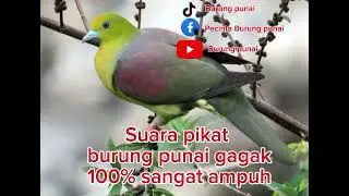 Suara pikat burung punai gagak/punai siulan #punai #burungpunai #suarapikatpunai
