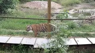 Tiger's At Machia Biological Park Jodhpur
