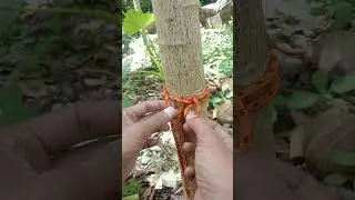 The EASIEST Way to tie Bowline - The KING of Knots!
