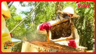 Bee Colony Management; How to keep healthy Bees with Delvis Mwendwa Beecare Apiaries |Kilimo Diaries
