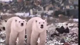 Dona Noga Editor - The Great Polar Bear Adventure