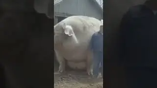 The most biggest pig in the world 🌎 #highlights #youtubeshorts