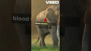 𝗪𝗛𝗬 𝗗𝗼 𝗘𝗹𝗲𝗽𝗵𝗮𝗻𝘁𝘀 𝗛𝗮𝘃𝗲 𝗕𝗶𝗴 𝗘𝗮𝗿𝘀?#elephant #bigears #warmup #animal #nature