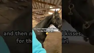Just Another Day Taking Care Of My Favorite Friesian Mare😘 #shorts