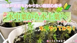 水草の名前もわからない超ど初心者🔰が〝水中葉から水上葉へ🌿〟をやってみた‼️