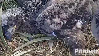 2018/01/28 SWFL Eagles ~Nice close up E10 & E11~