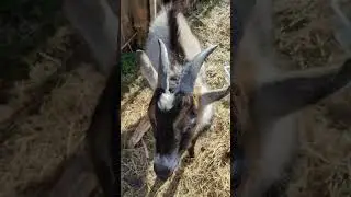 A windy 5 minutes with loose goat #goatsounds #gratitude #windyday #farmlove #joy