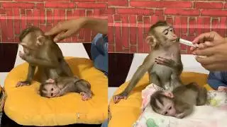 Feeding Time for Adorable Baby Monkeys 🍼🐵 So Cute & Sweet!