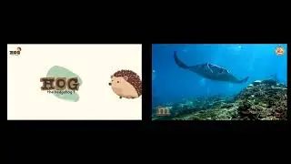 Hog The Hedgehog Vs Twinkle Tunes ABC Sea Animals