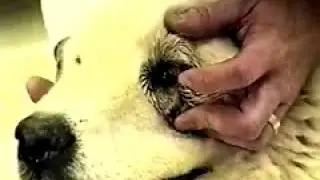 nervios, craneales, o pares en, veterinaria