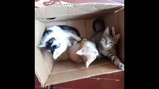 Матвей Бро в прямом эфире!