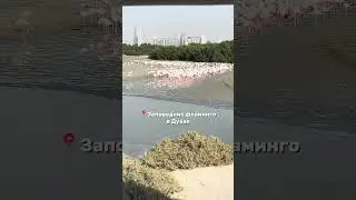 📍Ras Al Khor flamingo sanctuary🦩 #дубай #travel #фламинго #dubai #flamingo #шортс #ютуб #youtube
