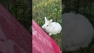 Постояльцы Rabbits Hotel желают вам хорошего дня #rh #кролики #ветеринар #ветеринария #зоогостиница