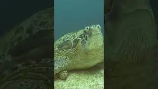 Diving closed to beautiful Turtle