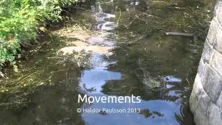 Movements in the water. A short video by Haldor Paulsson.