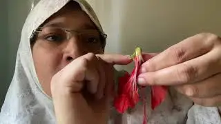 গর্ভপাদ পুষ্প বা Hypogynous,অধিগর্ভ গর্ভাশয় বা Superior Ovary