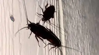 WATER BUGS MATING WITH A LINE FORMING 😂😂😂