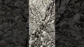 The view out my window in the spring