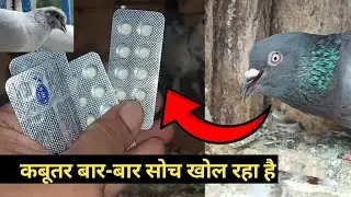 Kabutar Ke Muh Kholne Wali Bimari Ka Ilaaj | kabootar ki saans ki bimari ka ilaj | PIGEONS TREATMENT