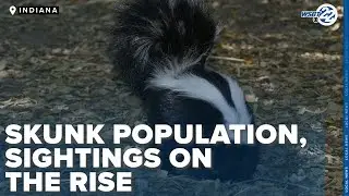 Why are there so many skunks?