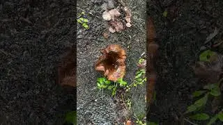 Brown Rollrim fungi in the rain - September 2023