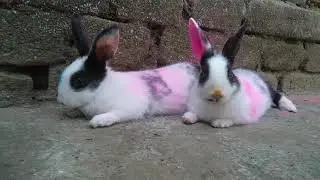 Holi celebration of Hunny Bunny and family #HunnyBunnyandfamilyholicelebration2021