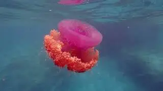 Safari Island Maldives - October 2022 - Snorkel and Island