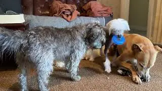 Grand Strategy 🐶 ♟️