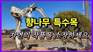 1401번 #향나무 {{{판매중}}} 묘한 끌림이 있는 #향나무특수목 완성목/ 판매가격은 더보기란에 #특수목 #정원수판매 #ChineseJuniper