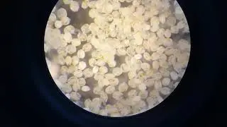 Juvenile freshwater mussel 1 week