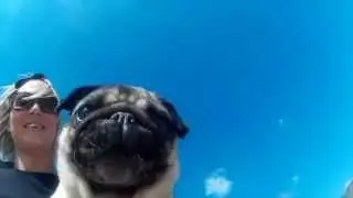 Pug Meet Up