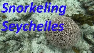 Seychelles 2023 4k опасный snorkeling на  Сейшельских островах