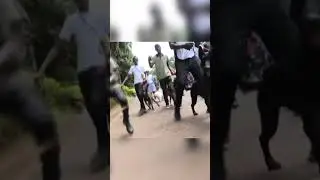 Dog walk #trending #viral #dog #lol #subscribe #doglover #africa #dogshorts #dogsoftiktok #my