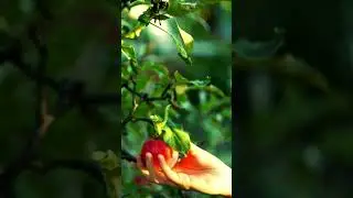 Apple harvest  #fruit #planttomatoes #harvesting #farming #agriventure #fruitharvesting #shors