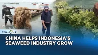 China Drives Demand In Indonesia's Seaweed Trade, Boosting Farmers' Incomes