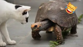 Funny Cats and Turtles! 😱😂 Funniest Animals Video 2023