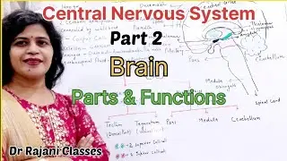 Parts of brain in hindi ll Forebrain ll Midbrain ll Hindbrain ll Location & Functions ll CNS - Part2