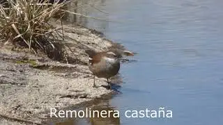 Algunas aves y paisajes de Pampa de Achala Córdoba Argentina 2020