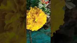 #love #funny #viral #trending #cute #vlog #viralshort #new #flowers #garden #bhojpuri