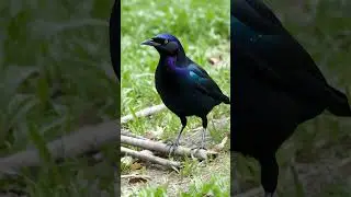 Common Grackle. #birds #forestbirds #birdspecies