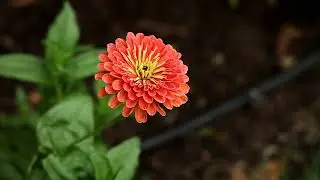 Zinnia Benary&rsquo;s Giant Salmon - Showcase