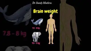 Brain weight : Human vs Elephant vs Sperm whale #Brainfacts #Neuroscience #Braincomparison #shorts