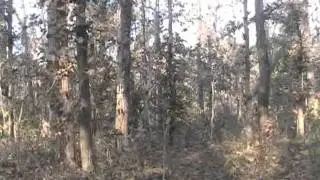Leopard sighting in Kanha National Park, India