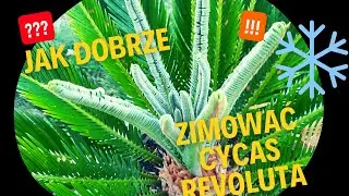 Jak dobrze przezimować Cycas Revoluta