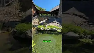 A Chlorinated Swimming Pool Converted into an Aquascape Ecosystem Pond by @blackkoiwaterfeatures