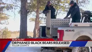 Rehabbed bear cubs released near Teller County in major wildlife conservation win