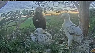 Dusk @ Nest 26 June 22 🦅 Eagles Altynai & Altyn & 2 Eaglets@orlanbeloxvost