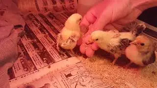 Friendly serama chicks [Miniature Chicken Breeds]