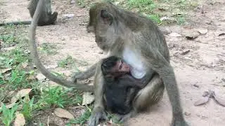 Ah..! Poor baby monkey Lori feeding Amari, She looks like no power...!